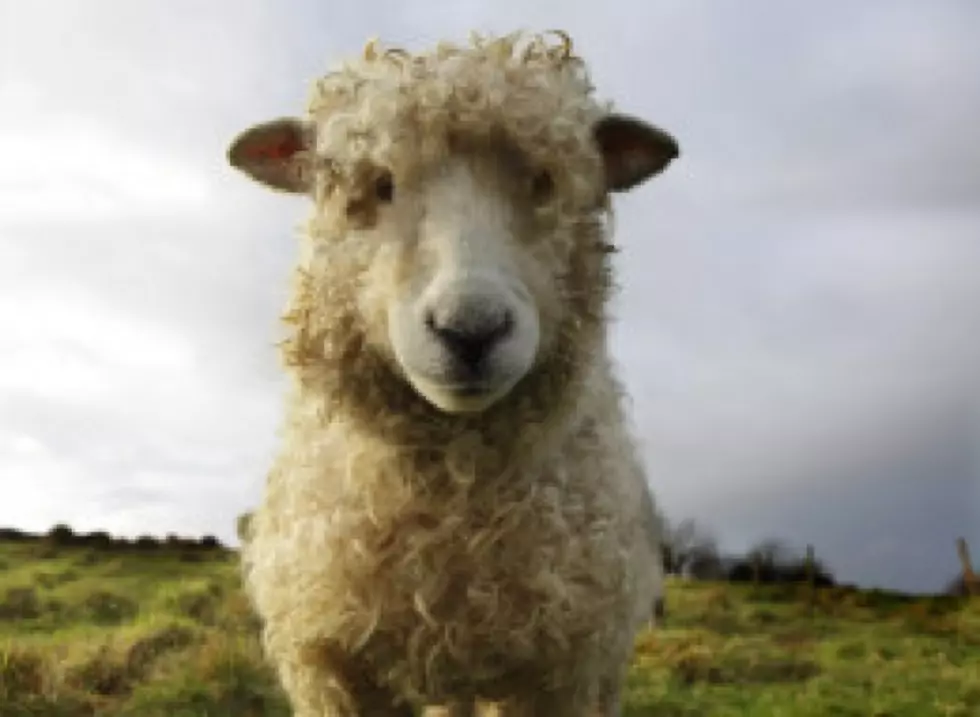 160 Sheep Stolen From Town Called &#8220;Wool&#8221;