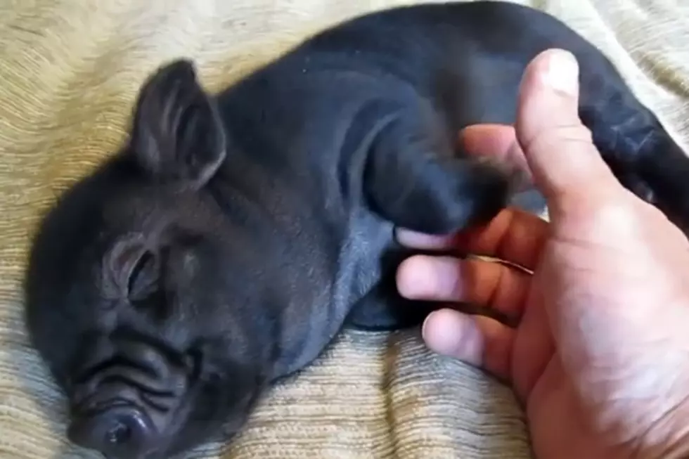 Micro Pig Enjoying A Tummy Rub [VIDEO]