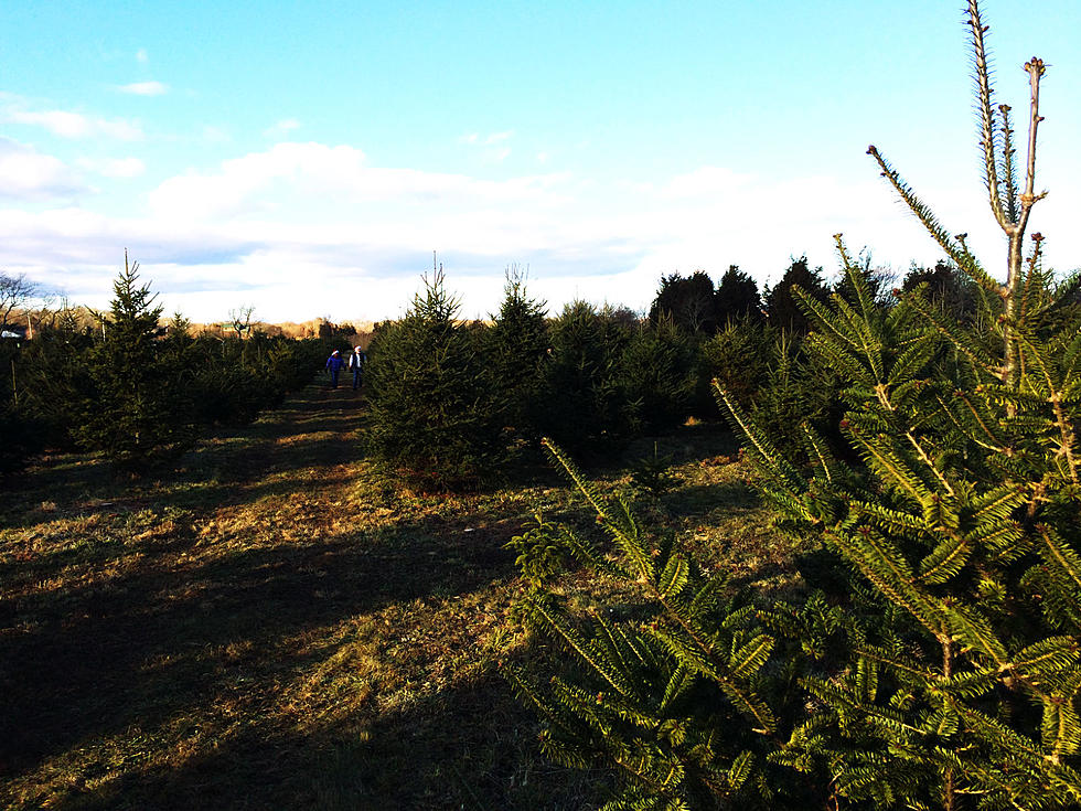 Douglass Tree Farm Raises Money For ALS