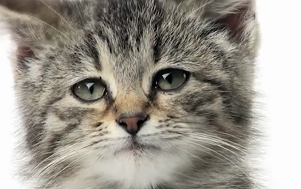 What Cats Would Say If They Could Talk [VIDEO]
