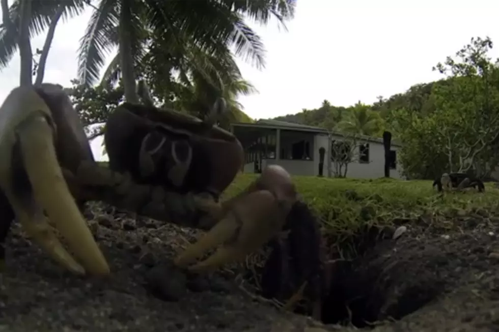 Crab Steals GoPro Camera [VIDEO]