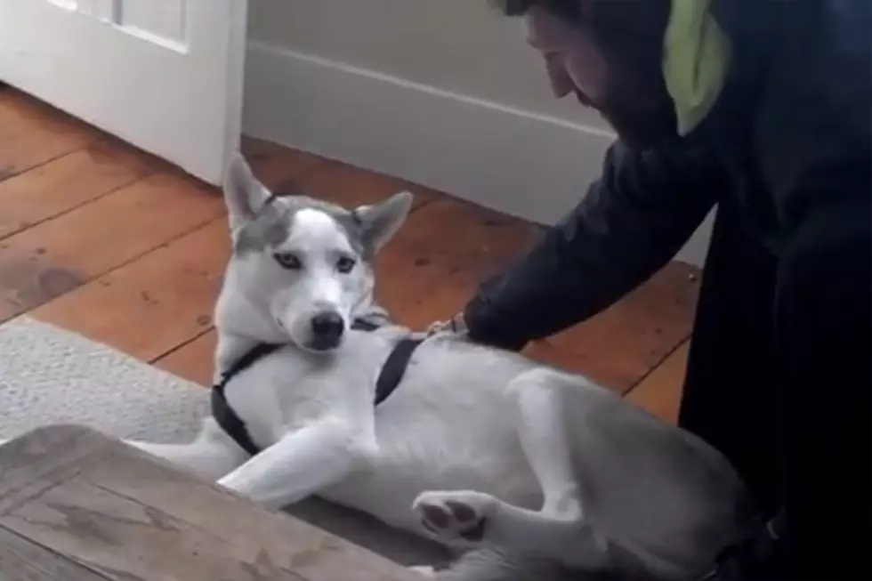 Blaze The Husky Says ‘No’ To The Kennel [VIDEO]