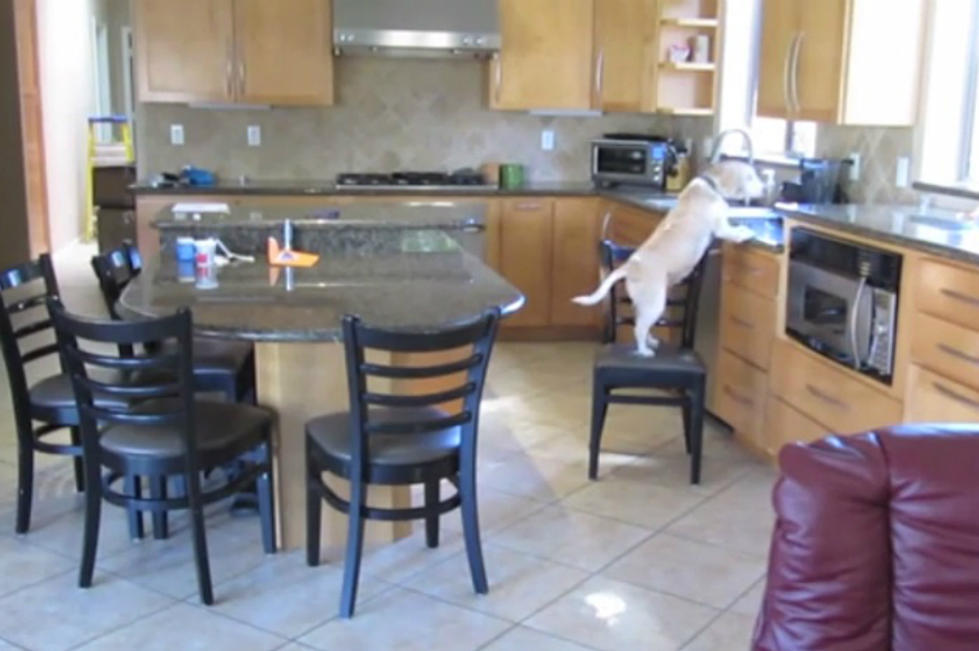 What Your Pets Really Do When You&#8217;re Not Home [VIDEO]