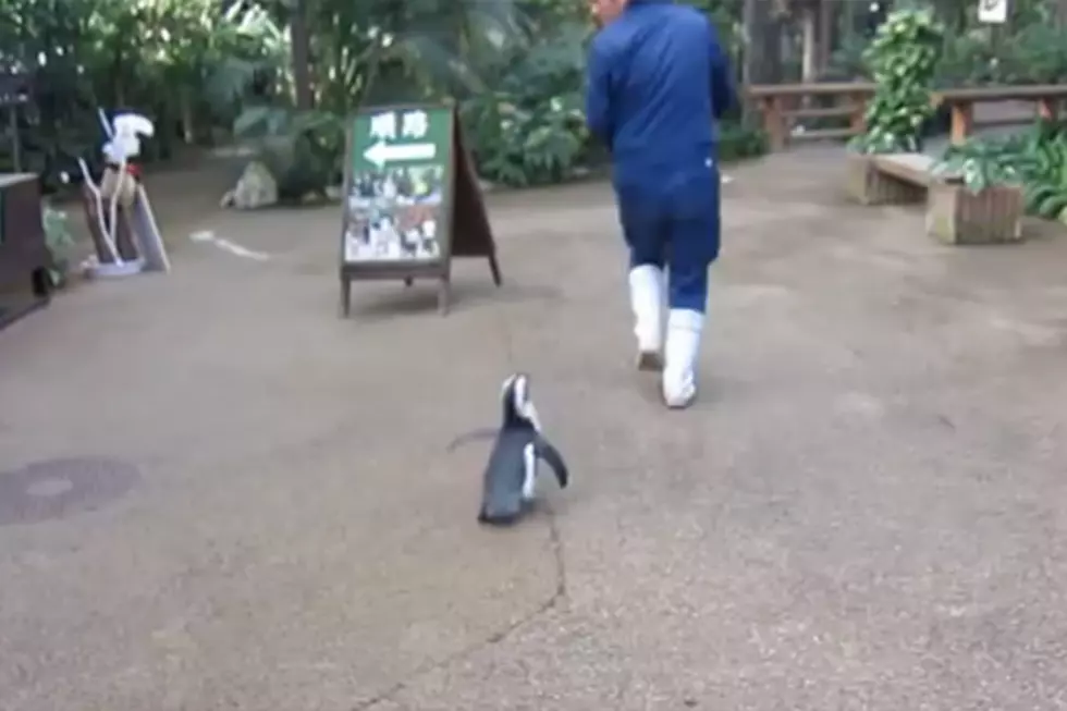 Cute Penguin Chases After Zookeeper [VIDEO]