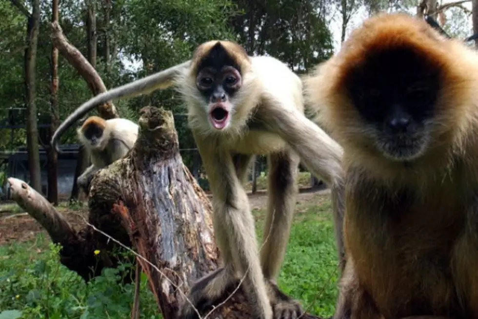 Michael Rock&#8217;s Life Long Dream Is To Own A Spider Monkey [AUDIO]