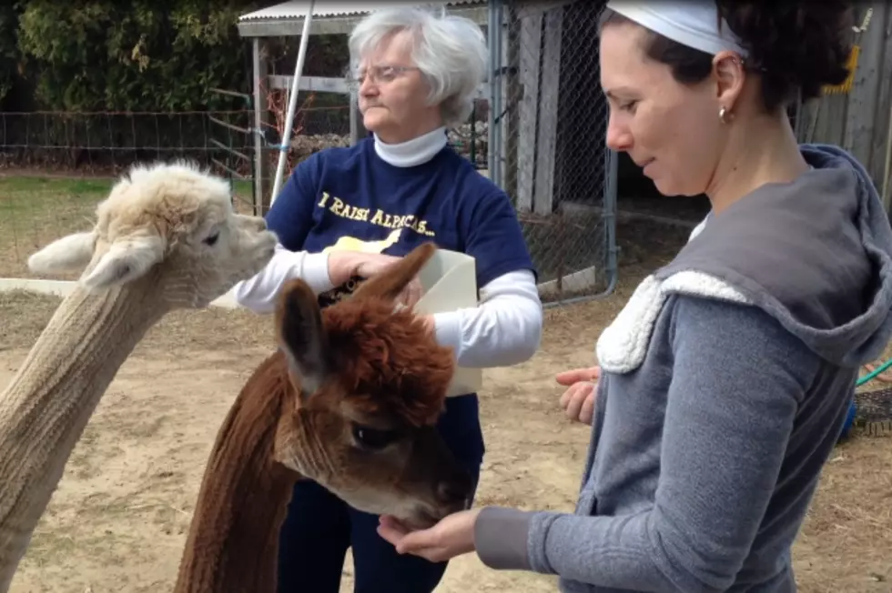 An Alpaca Dream Come True [VIDEO]