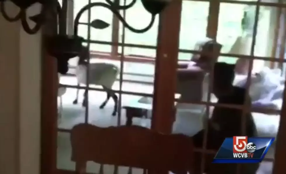Goat Runs Through A Family Home [VIDEO]