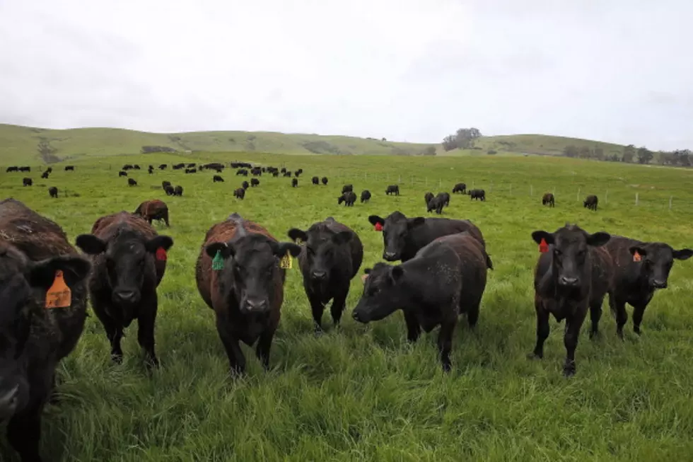 Farmer Serenades His Cows With Pop Music
