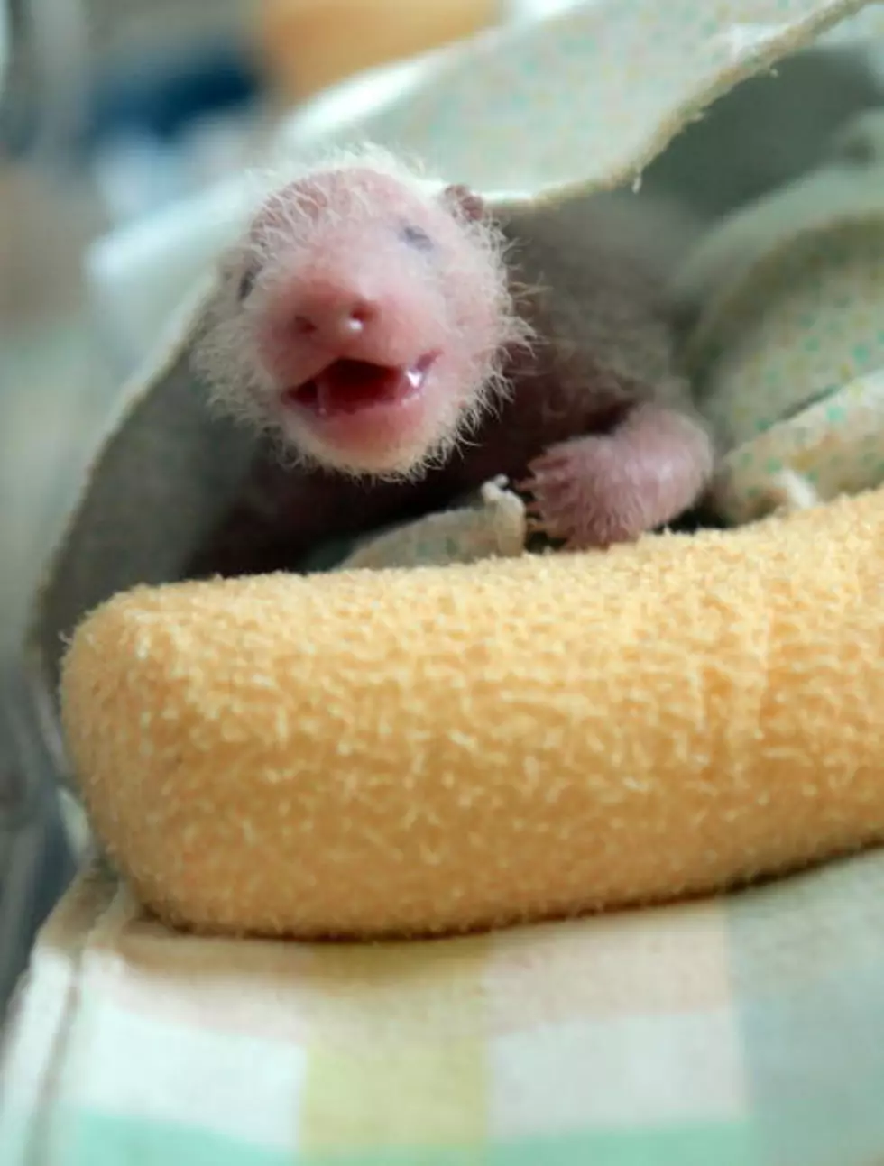 The World&#8217;s First Known Panda Triplets Have Arrived!