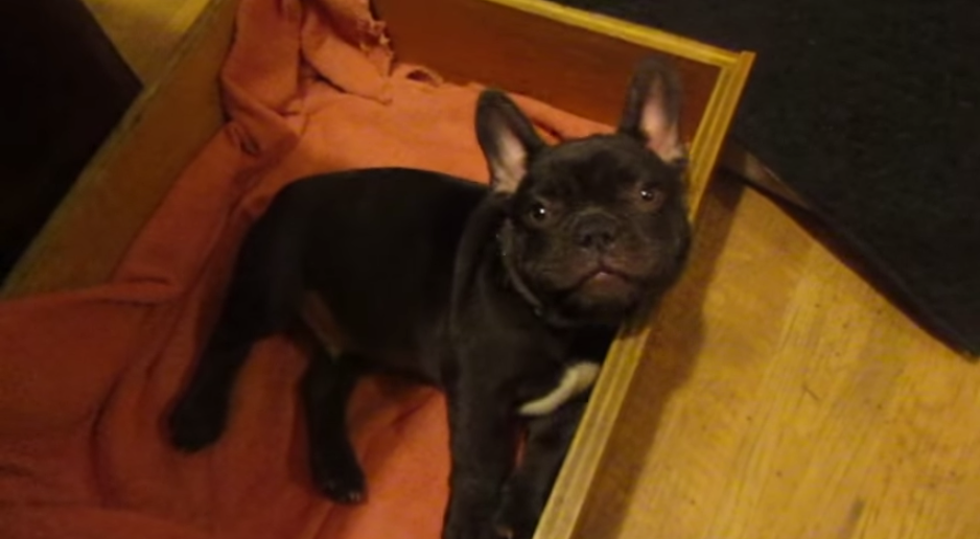 Adorable French Bulldog Doesn’t Want To Go To Bed
