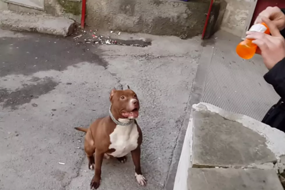 Pitbull That Loves To Play With Bubbles [VIDEO]