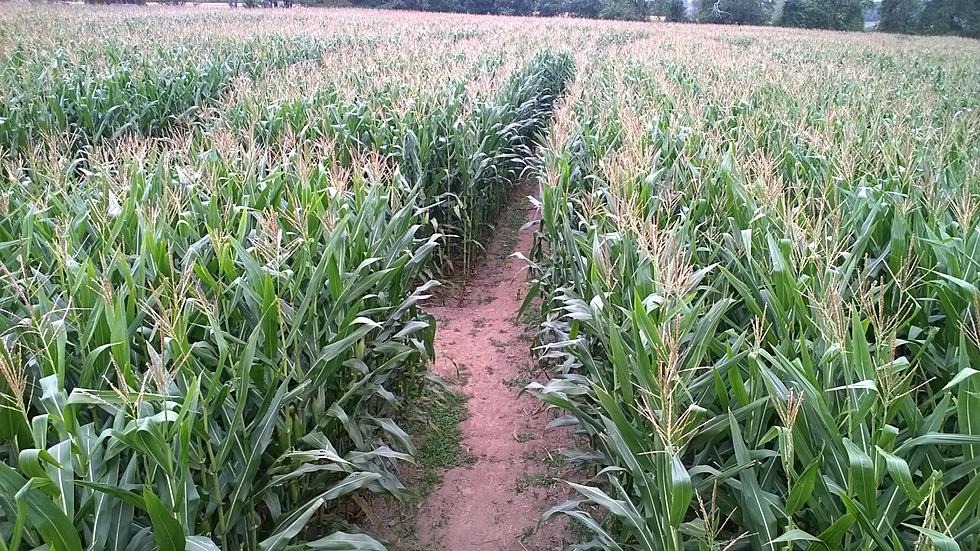 South Coast Corn Mazes