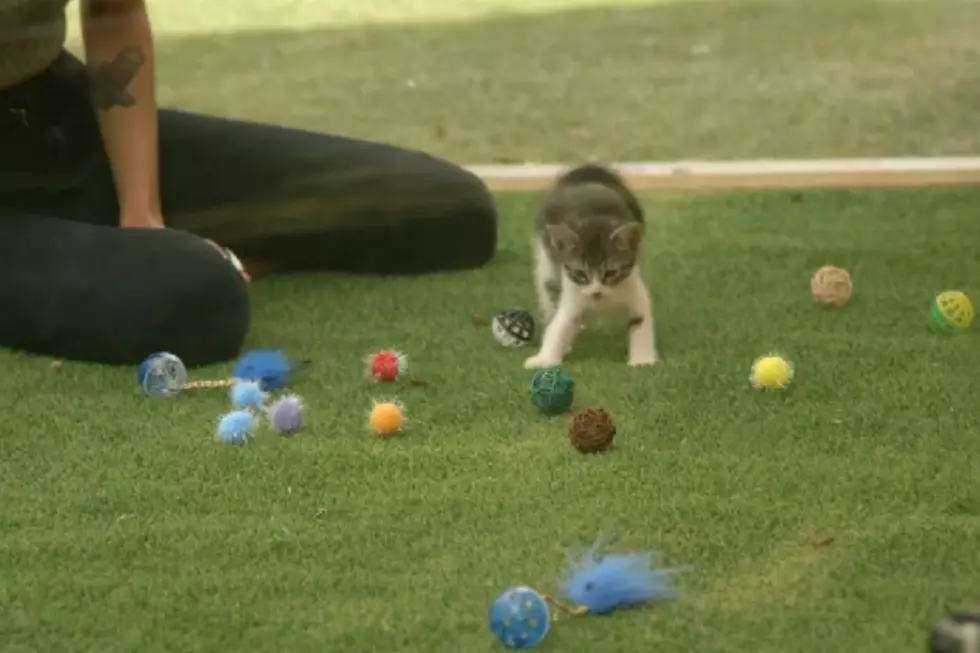 Kitten Therapy Is Guaranteed To Cure Your Stress [VIDEO]