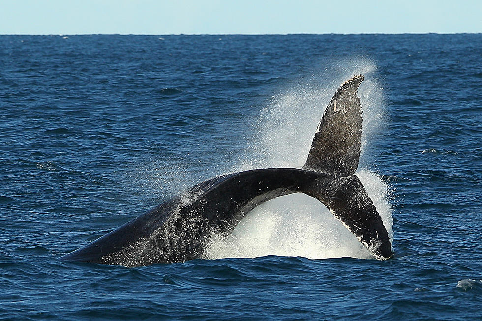 First Rare Baby Whales Have Been Spotted Off New England Coast