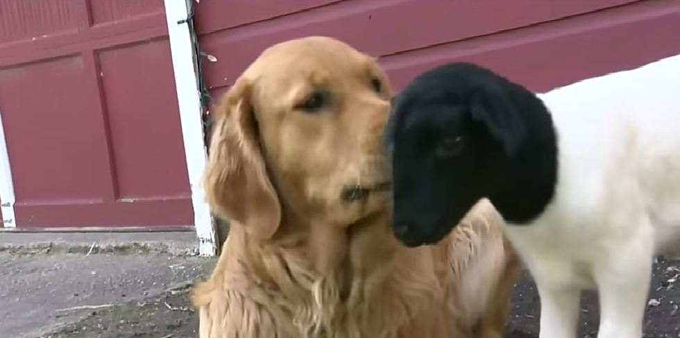 Golden Retriever Becomes Loving Mother To Lamb [VIDEO]