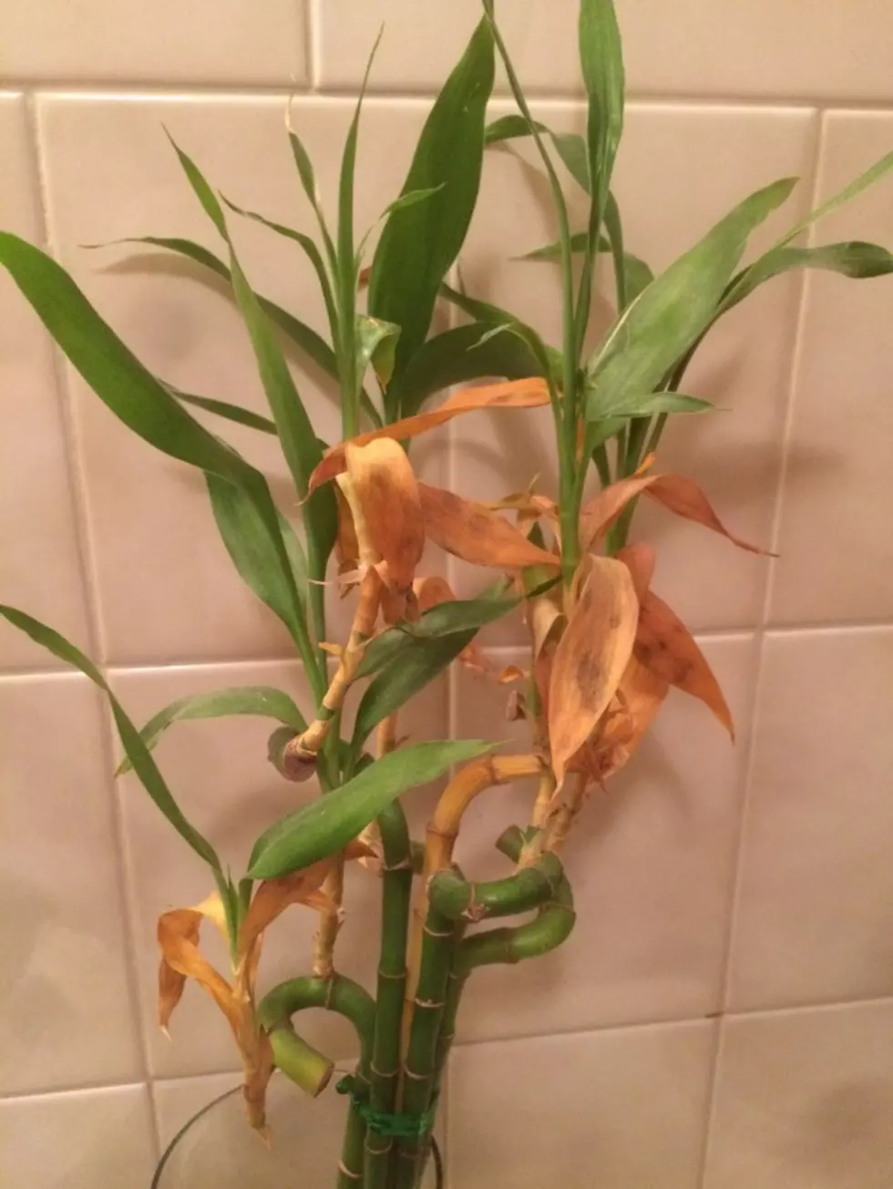 Am I Accidentally Killing My Bamboo Plant?