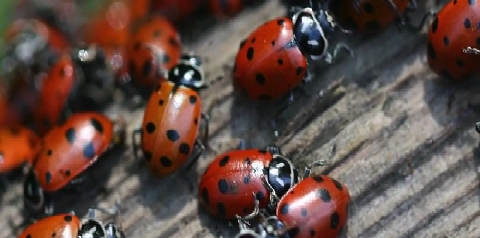 72,000 Ladybugs Released At Maryland High School As A Prank