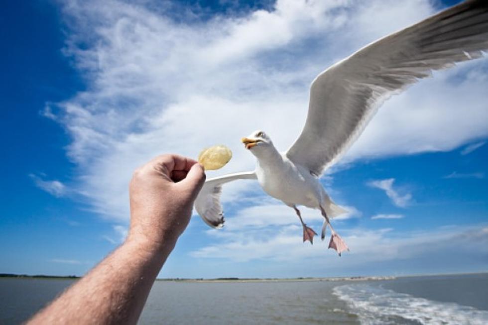 Seagull Steals Lunch Out Of Man’s Hand [VIDEO]
