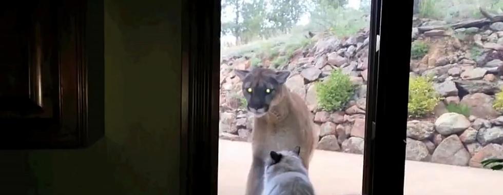 Mountain Lion and Cats Tease Each Other Through Window [VIDEO]