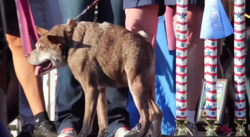 Meet Quasi Modo, The World&#8217;s Ugliest Dog