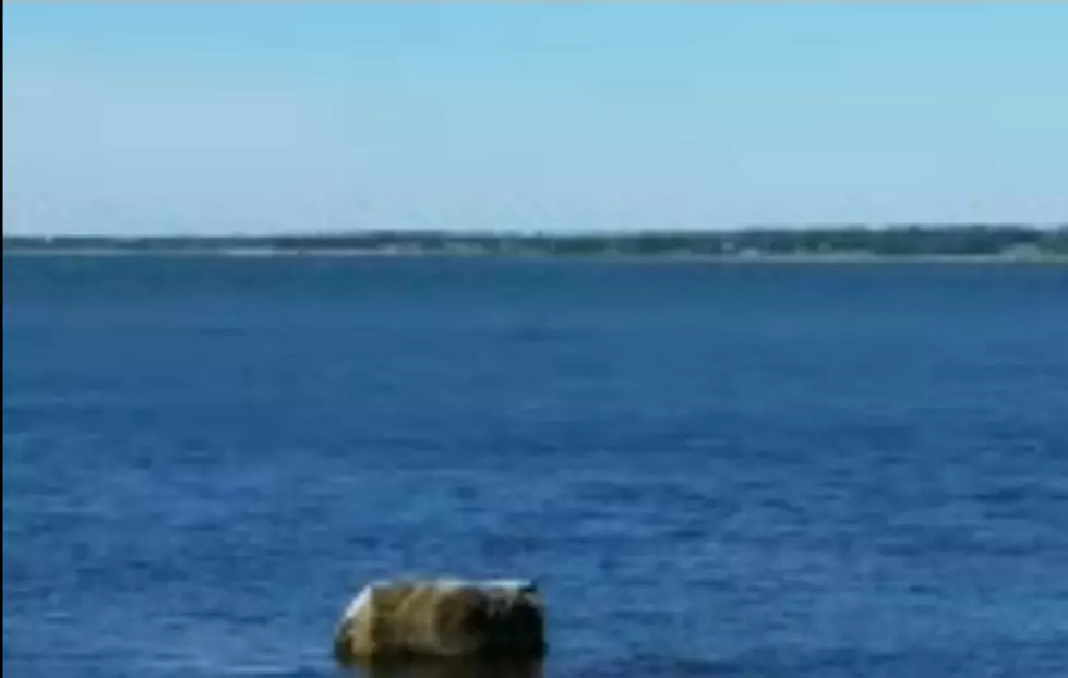 Whale Believed To Be Stuck off of Fort Taber New Bedford Turns Out To Be A Rock [VIDEO]