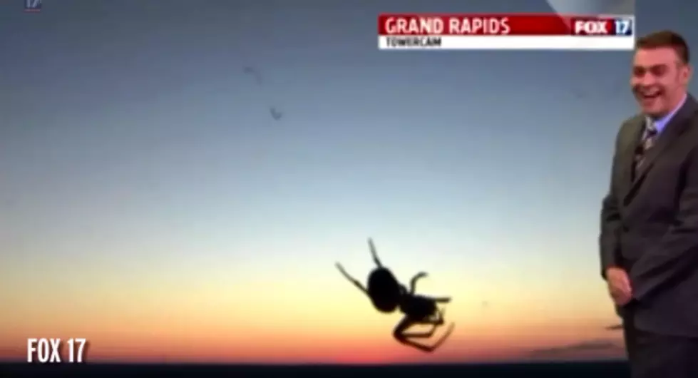 Spider Interrupts Weatherman To Catch Breakfast [VIDEO]