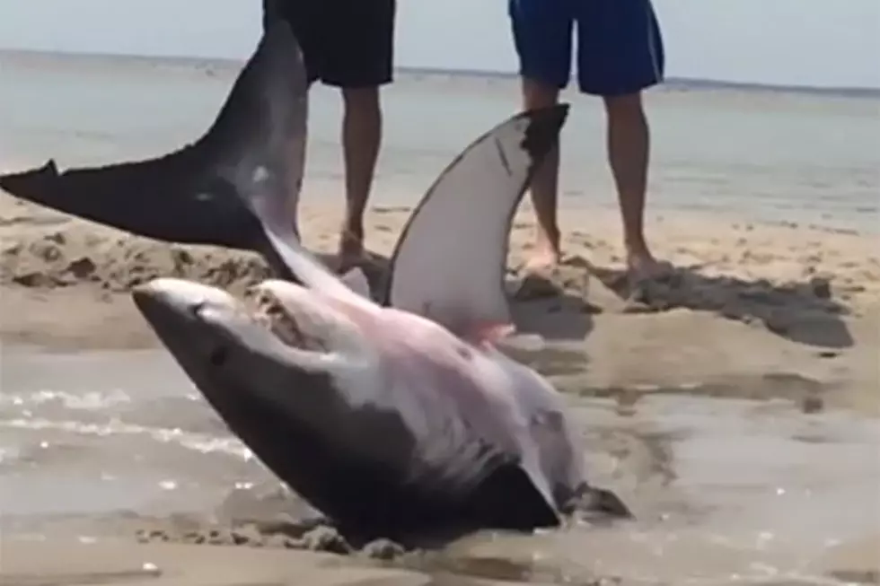 Great White Shark Beached in Chatham, MA