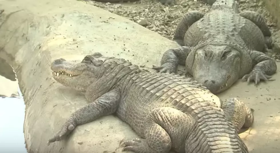 13 Alligators Stolen From Tourist Attraction In Arkansas