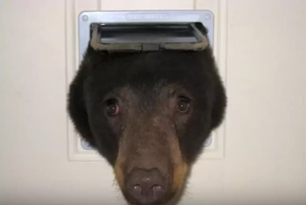 Curious Black Bear Sticks Head Through Resident’s Door
