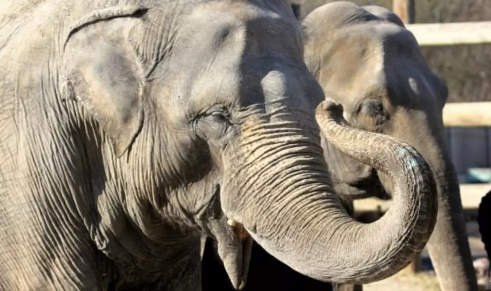 Buttonwood Zoo Elephants: Future Renovations And Fighting (Allegedly!)