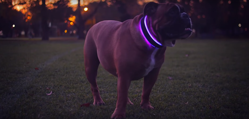 The Future Of Dog Collars [VIDEO]