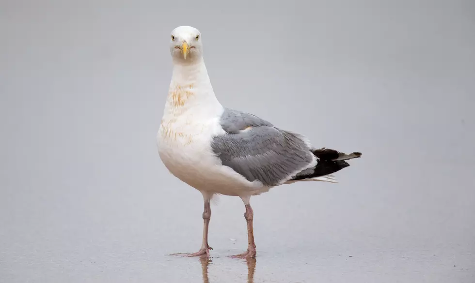 Rhode Island Man Arrested For Killing Seagulls