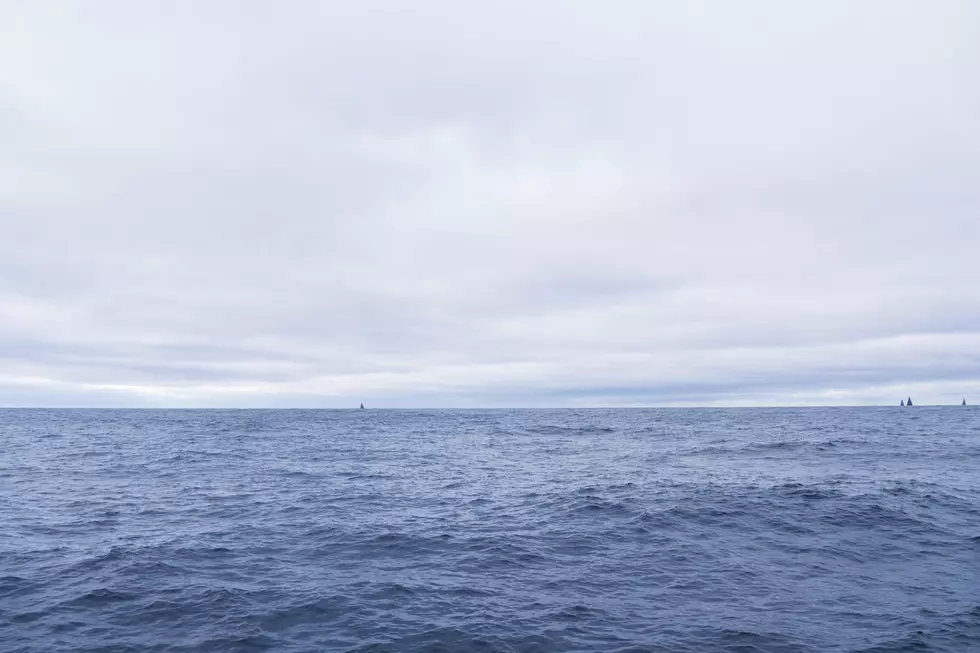 Snake Spotted Swimming in Ocean During Whale Watching Tour