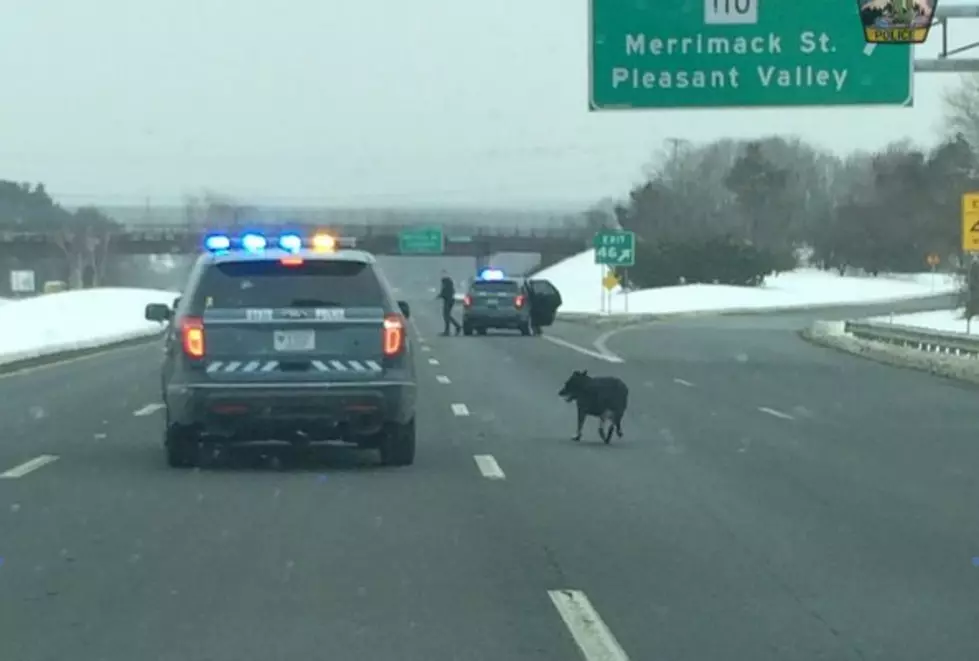 Mass State Police Rescue Dog From Highway