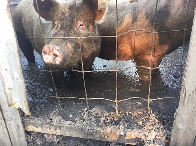 Dead And Abused Animals Found At Rochester Farm
