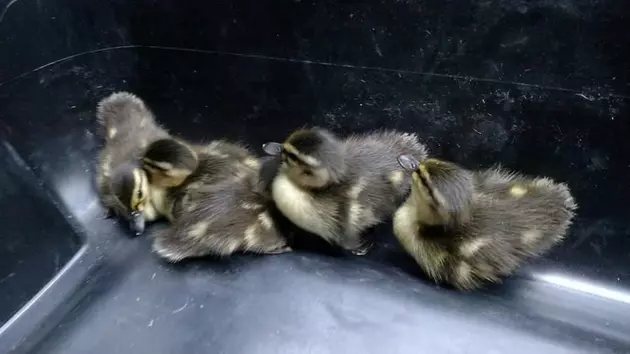 Baby Ducks Saved By Dartmouth Police Officers
