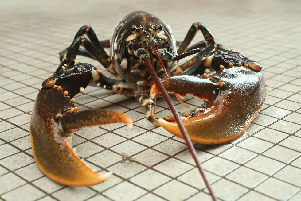 A Maine Lobster Predicts 6 More Weeks of Summer