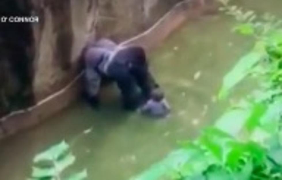 450 Pound Gorilla Killed To Save A 4-Year Old Boy