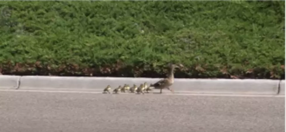 Baby Ducklings Rescued By New Bedford Fire Fighters