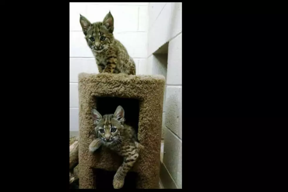 What Should They Name The New Baby Bobcat Kittens At Buttonwood Park Zoo?