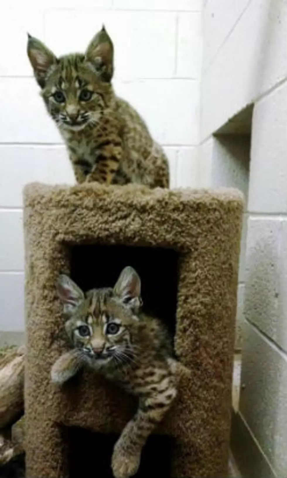 What Should They Name The New Baby Bobcat Kittens At Buttonwood Park Zoo?