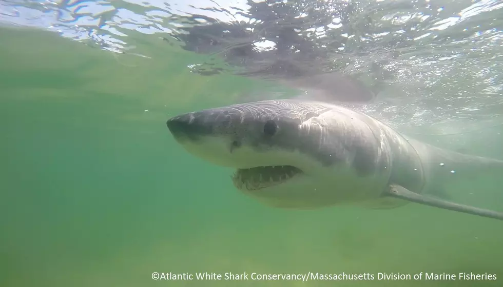 Great White Shark Detected Off Coast of Chatham