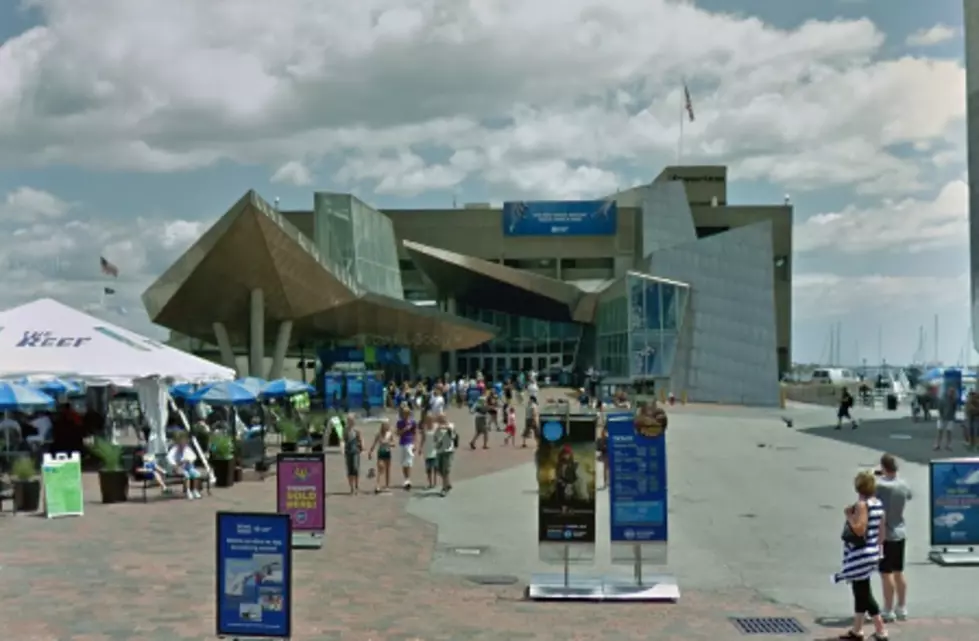 Seal At New England Aquarium Dies After Swallowing Toy