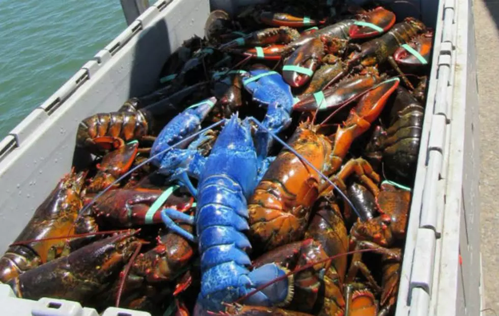 A One In A Million Blue Lobster Caught In Plymouth