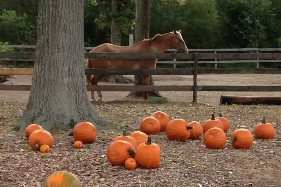 Oktoberfest is Family Fun at Stony Creek Farm