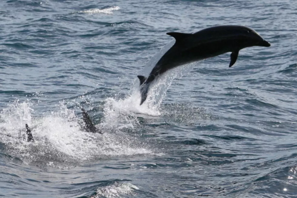 Ocean Fun at the Buttonwood Park Zoo