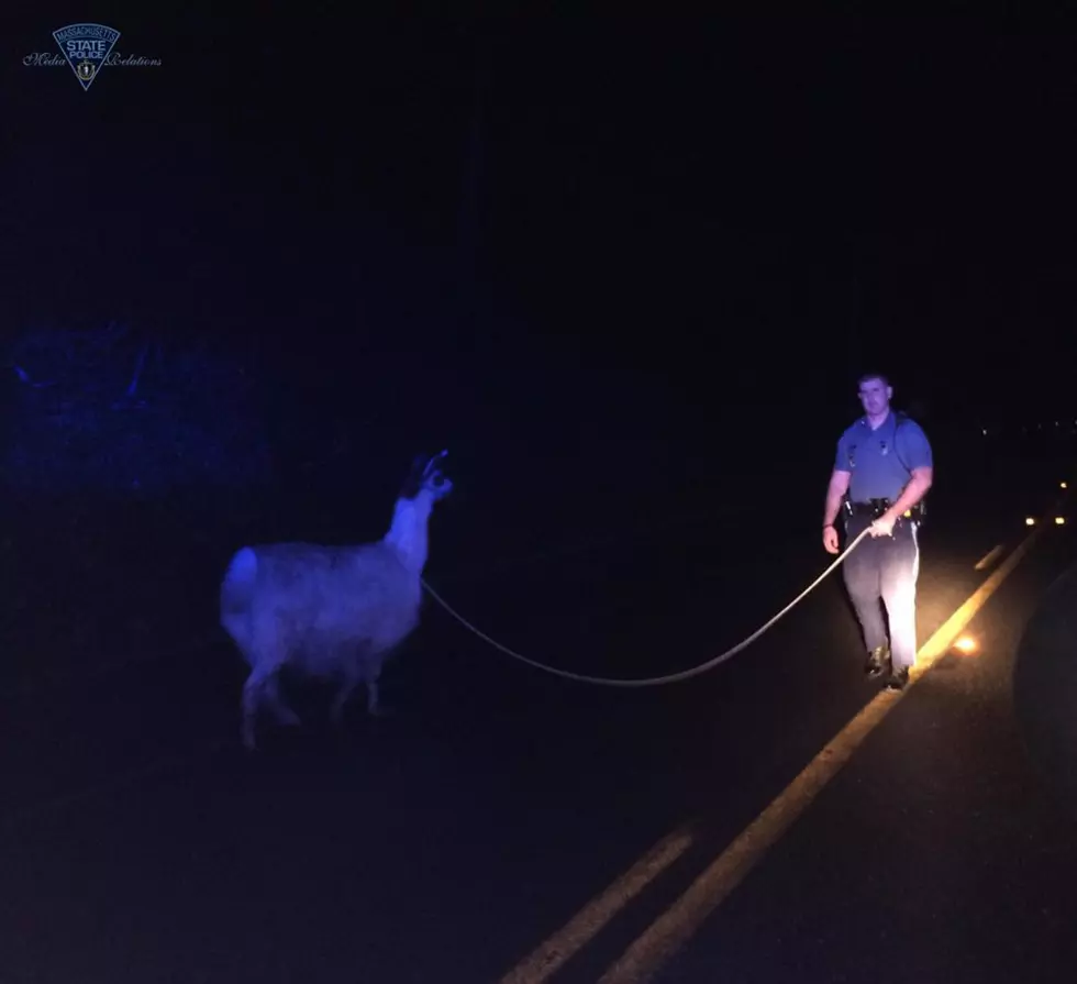 Mass State Troopers Lasso Llama [PHOTOS]