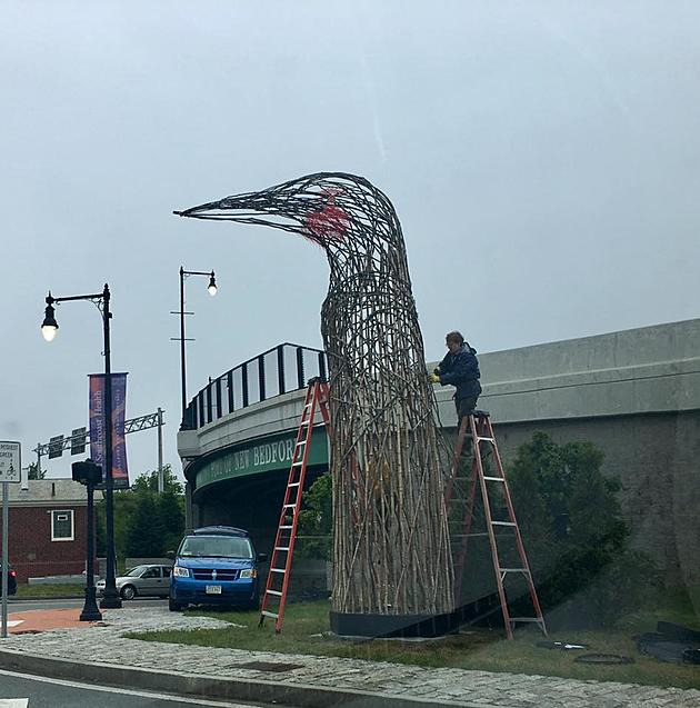Busty Seagull&#8217;s Sister Flew Into Downtown, New Bedford [PHOTO]