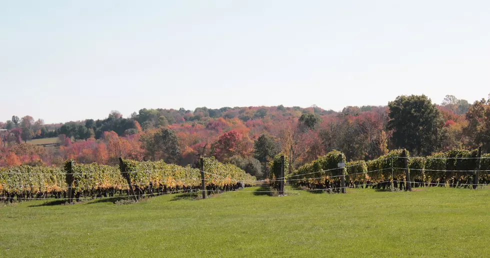 Stonington Vineyards