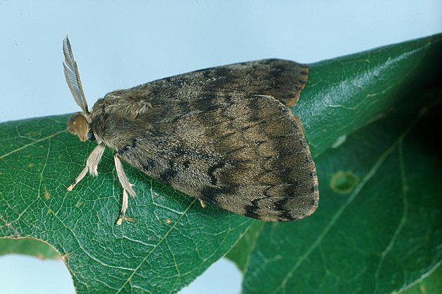 Gypsy Moths Are Hatching Across Massachusetts